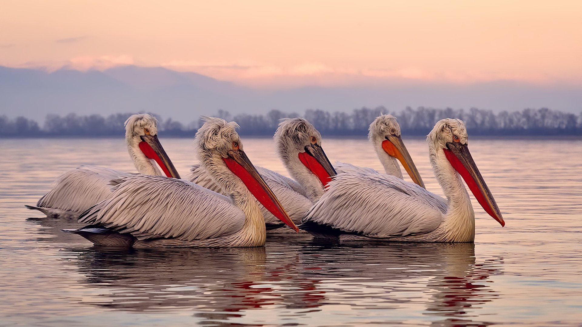 开云官方网站-图穆亚的表现助力袋鼠队在橄榄球冠军锦标赛中制胜