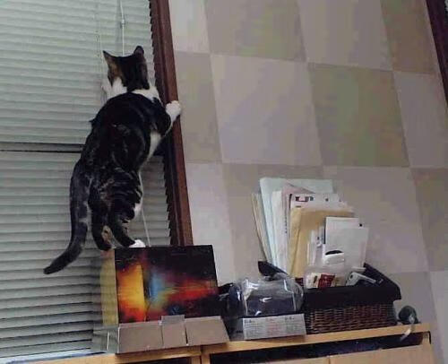 开云体育-拉尼·帕利斯特展现未来冠军潜质，帕拉尼恩斯足球俱乐部