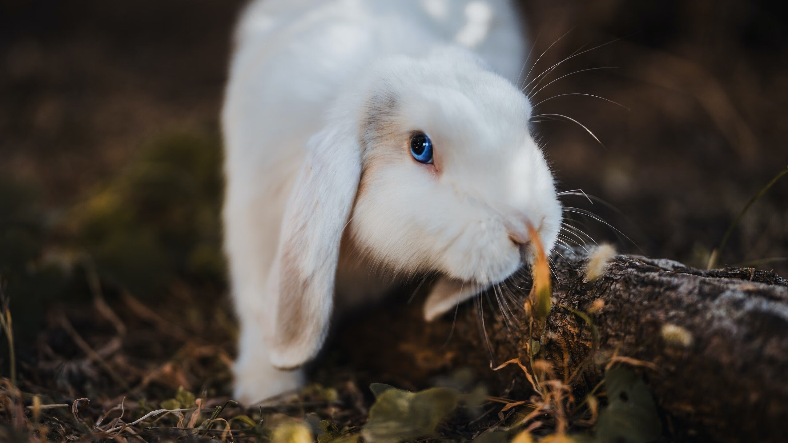 KAIYUN 中国大陆-意甲绝佳反击：快如闪电的攻势，意甲意甲