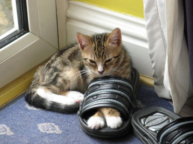 KAIYUN 中国大陆-职业俱乐部推动退役球员导师计划协助青年成长，职业选手退役当教练