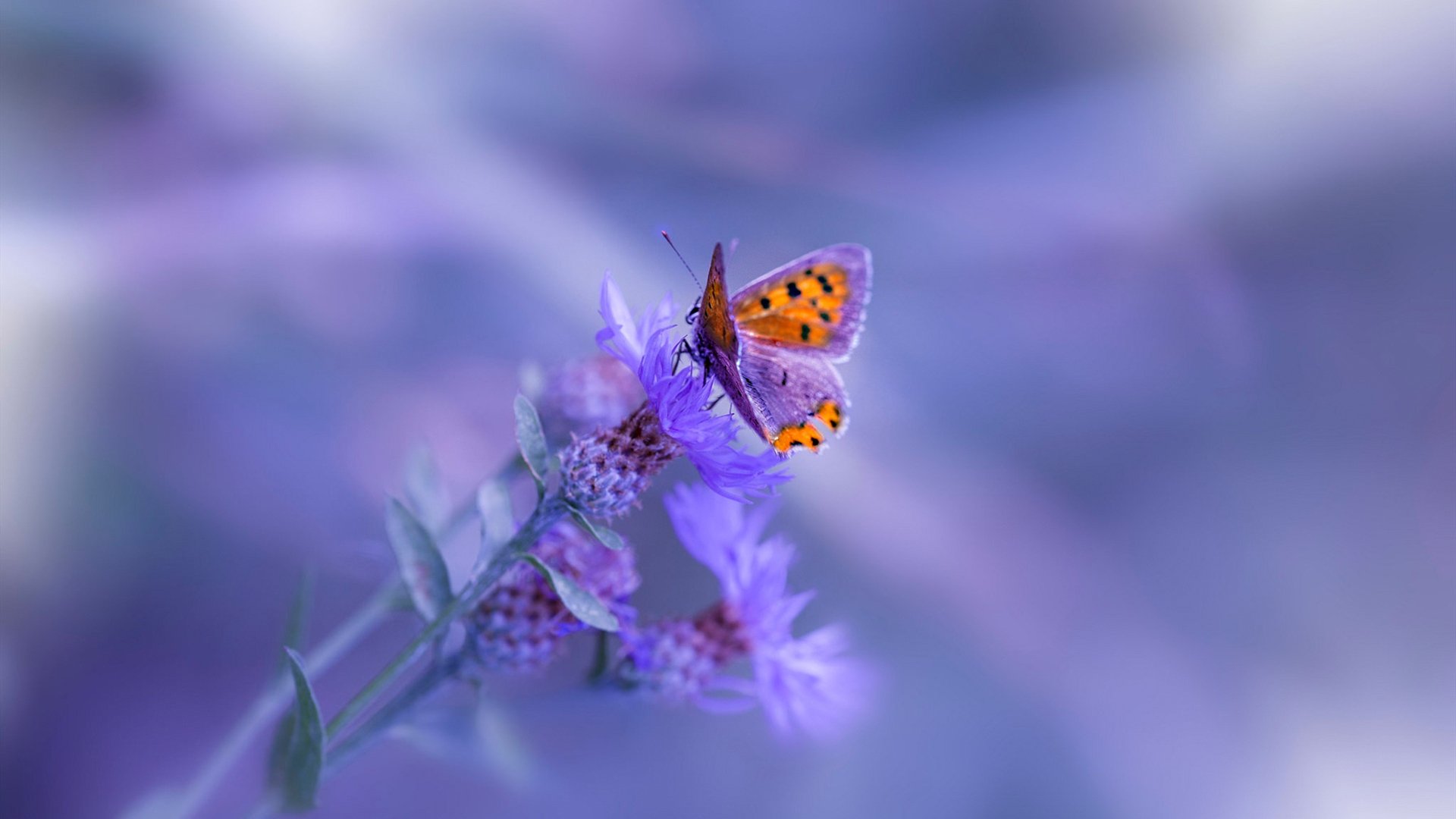 开云入口-达米恩·麦肯齐：他是全黑队进攻体系中不可缺少的一环，达米特ko肯姆